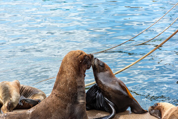 A couple of sea lions, Otaria flavescens, kissing on the dock of the port of Mar del Plata