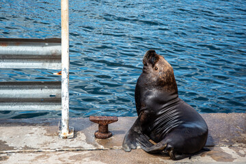 A sea wolf, otaria flavescens, resting on the dock in Mar del Plata port