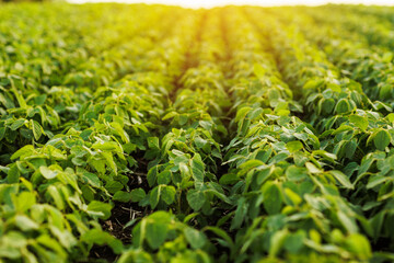 Agriculture. Soybean green plants growing in rows in cultivated field. Organic farming....