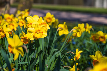 Obraz premium Close-up of yellow blooming daffodils in the park of Wiesbaden Germany