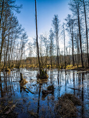 Swamp in Kampinos National Park, Poland.