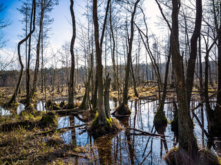 Swamp in Kampinos National Park, Poland.