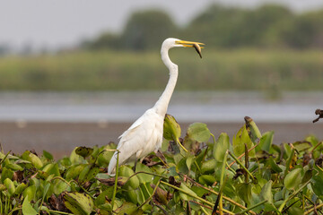 great egret looking for food