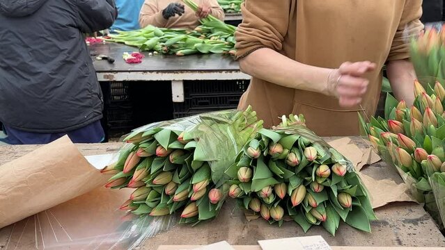 Workers in greenhouse sorting cut tulips flowers by colour, size and quality, closeup. Packaging finished arrangements of lush tulips for shipment to shops. Manual labor concept. Floral business.