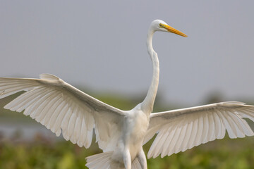Portrait of great egret in a pond