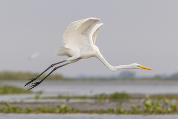 great egret flying over water