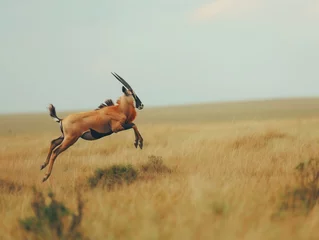 Fotobehang A topi antelope executes a powerful leap across the African grasslands, showcasing agility and grace © cherezoff