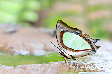 Indian Yellow Nawab (Polyura jalysus)feed on minerals on rocky ground ,Pang sida National...