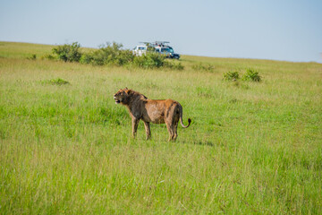 The king of the Masai mara feeds on a family of great lions