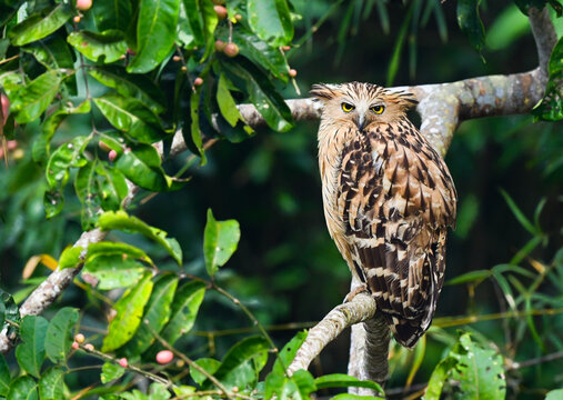 Buffy Fish Owl ( Ketupa Ketupu ) perched on tree ,Khao Yai National Park , thailand