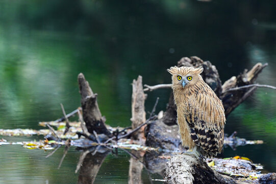 young Buffy Fish Owl ( Ketupa Ketupu ) perched on dry tree ,Khao Yai National Park , thailand