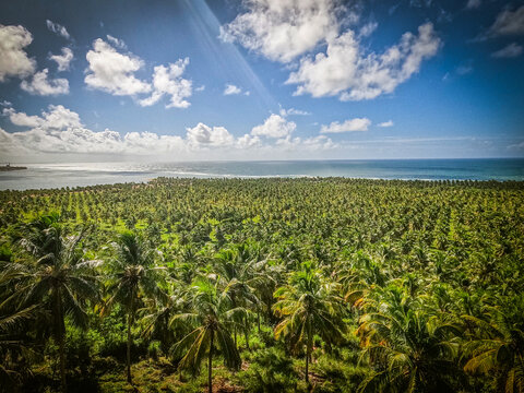 Coconut farm in Praia do Gunga Brazil