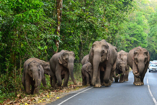 herd of elephants  walking on the road in forest at the Khao Yai national park , thailand