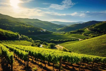 Fotobehang Scenic view of rolling vineyards bathed in sunlight, with a clear blue sky above © Dan