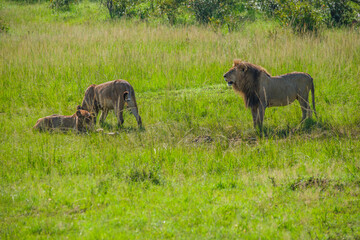 Fototapeta na wymiar The king of the Masai mara feeds on a family of great lions