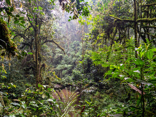 Rainforest in Bwindi National Park. Lianas in the foreground.
