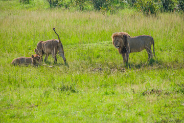 The king of the Masai mara feeds on a family of great lions
