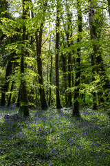Fototapeta premium Dappled sunlight shining through green leaves onto carpet of wild Irish bluebell flowers. 