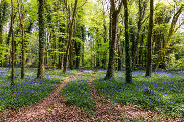 Bluebell wildflowers "Hyacinthoides non-scripta" beside track running through woodland. Sunlight shining through tall trees. Fresh Spring growth in "Killinthomas Wood", "County Kildare", Ireland