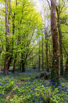Carpet of Irish bluebell wildflowers in "Killinthomas Wood" during Spring. Vibrant blue "Hyacinthoides non-scripta" in bloom. County Kildare, Ireland 