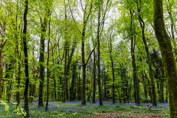 Naklejka premium Bluebells 