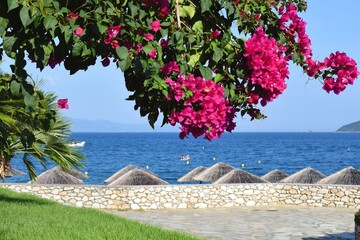Bright pink bougainvillea tree flowers in Greece beside a picturesque beach with thatched parasols.