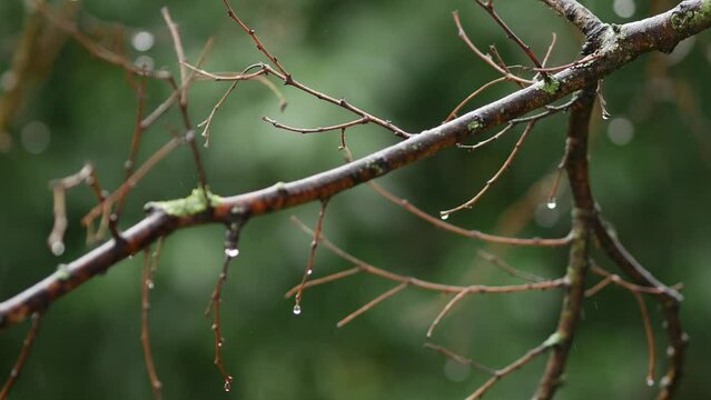 Tree branches without leaves in the rain. Bare branches. Water drops. Falling rain. Early spring in the Mediterranean. Nature in spring. Rovinj, Croatia - March 4, 2024