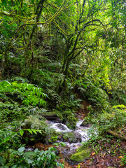 Fototapeta na wymiar Rainforest in Bwindi Impenetrable National Park, Uganda.