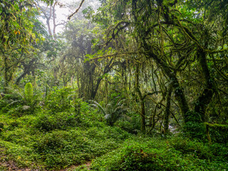 Rainforest in Bwindi Impenetrable National Park, Uganda.