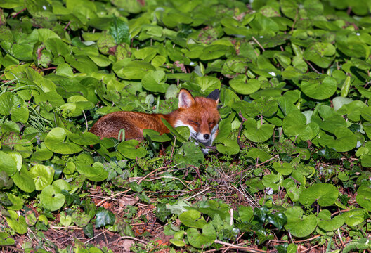 Red fox "Vulpes vulpes" asleep on bed of "Winter Heliotrope" (Petasites pyrenaicus) near River Dodder, Dublin, Ireland. 