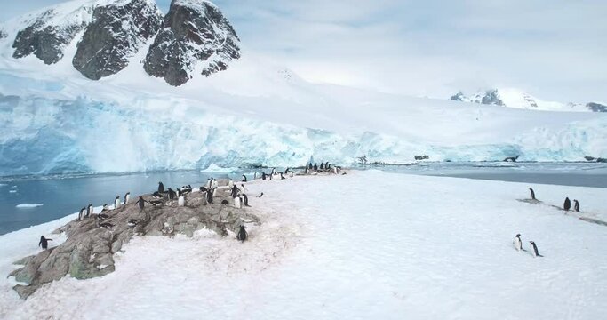 Group of penguins standing on Antarctic hill mountain top. Sea birds huddled together on stone covered white snow. Explore wildlife in Antarctica. Global warming, climate change. Aerial drone panorama
