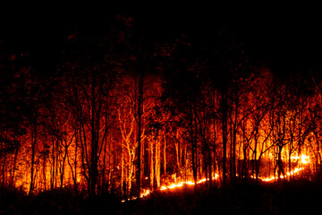 A bushfire burning in forest at night.