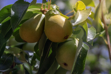A pears on a tree. Selective focus