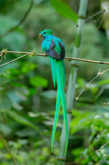 Quetzal Resplandeciente
Resplenden Quetzal
Cartago Costa rica