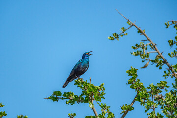 Birds in the Masai mara