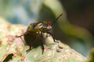 An insect on a green leaf in outdor nature