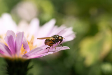 An insect collecting nectar on a purple flower in outdoor nature