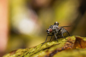 A mcaro shot of a fly sitting on a leaf with water drops on the hairy body