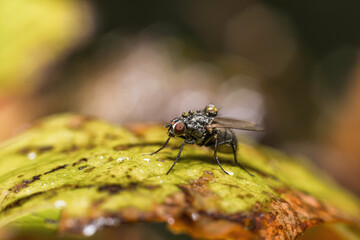 A mcaro shot of a fly sitting on a leaf with water drops on the hairy body
