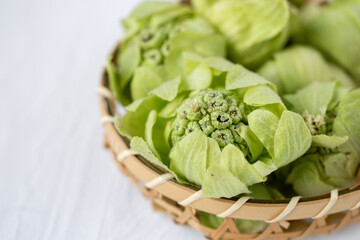 新鮮なふきのとう