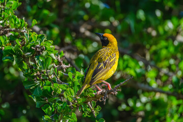 Birds in the Masai mara