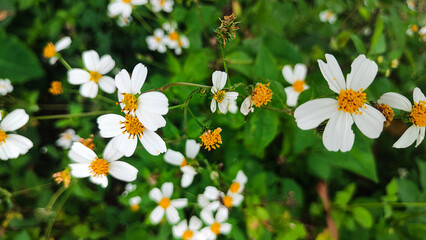 Bidens pilosa flower, wildflower, country wildflower