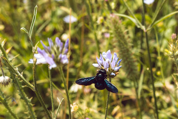 Big Black Bee sitting on a flower