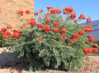 Red Bird of Paradise in Desert Style Xeriscaping in Phoenix, AZ