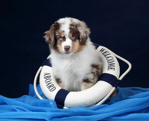 Cute little fluffy puppy with a lifebuoy