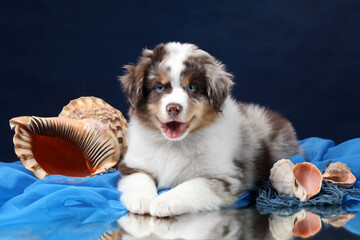 Cute fluffy puppy with seashells on blue background