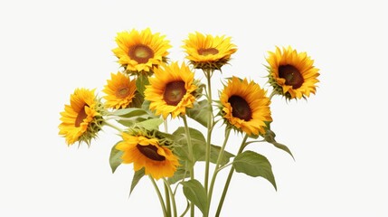 Photo of sunflowers in bloom.