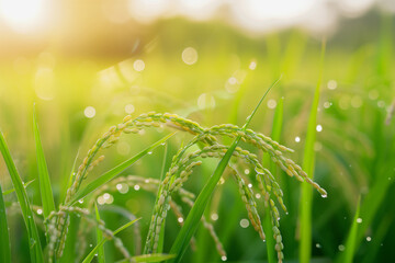 Agriculture farming AOT concept with rice field blur background.