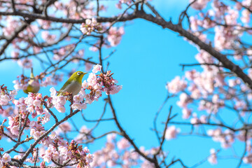 桜（寒桜）とメジロ