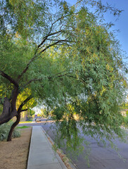 Arching desert Mesquite tree twigs and boughs over pedestrian sidewalk in Phoenix residential...